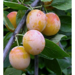 Mirabelle de Nancy
