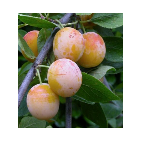 Mirabelle de Nancy