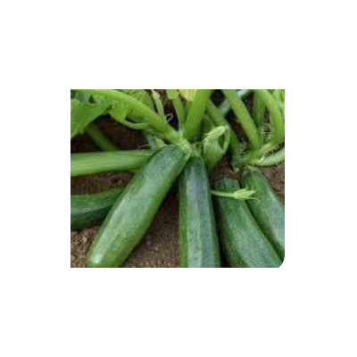 Plants de courgettes