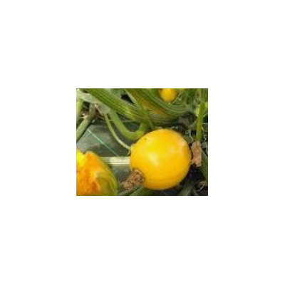 Plants de courgettes