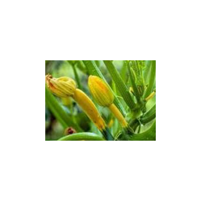 Plants de courgettes