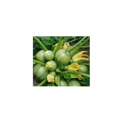 Plants de courgettes