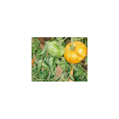 Plants de tomates