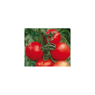 Plants de tomates